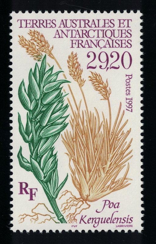 FSAT TAAF 'Poa kerguelensis' Plant 1997 MNH SG#373 MI#367 CV£25.-