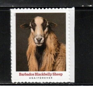 5592 * BARBADOS BLACKBELLY SHEEP *   U.S. Postage Stamp MNH