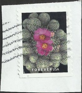 # 5355 Used Cactus Flowers