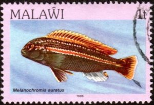 Malawi 427 - Used - 1t Golden Mbuna Cichlid (1984) (cv $1.00)