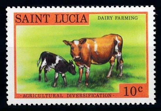 [65579] St. Lucia 1979 Cows Dairy Farming From Set MLH