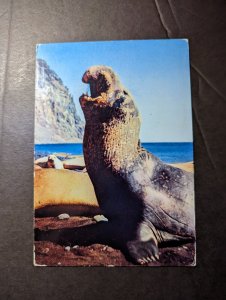 1958 Greenland Postcard Cover Nuuk Gothaab to Ottawa Ontario Canada Sea Elephant