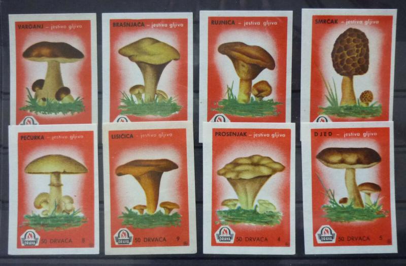 Match Box Labels! flora flower flowers nature mushrooms yugoslavia GJ26