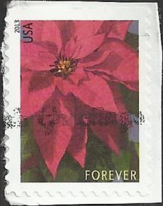 # 4816 USED POINSETTIA