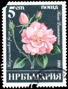 Bulgaria 3075 - Cto - 5s Damask Rose (nicked Corner) (1985)