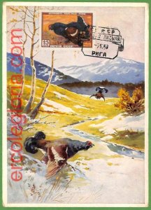 32872 - USSR - MAXIMUM CARD - 1959 - FAUNA, BIRDS-