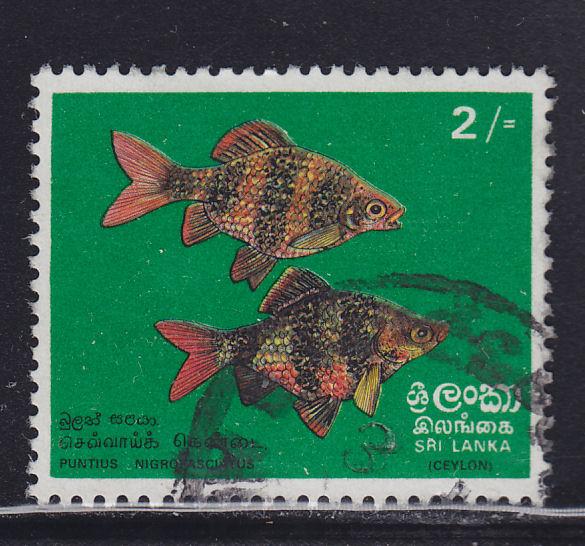 Sri Lanka 476  Black Ruby Barbs 1972