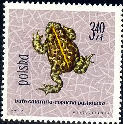 Toad, Natterjack, Poland stamp SC#1145 MNH