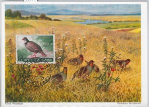 52659  - SAN MARINO  - MAXIMUM CARD - ANIMALS Birds PARTRIDGE 1960