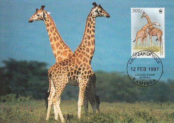 Uganda 1997 Maxicard Sc #1469b 300sh Rotschild's giraffe WWF