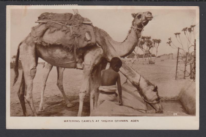 Aden Sc 51, 52 on 1955 Real Photo PPC to London, Camels at Sheikh Othman