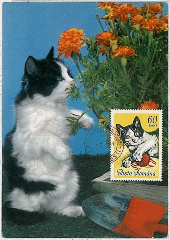 MAXIMUM CARD - Animals CATS CAT : ROMANIA 1965  #3