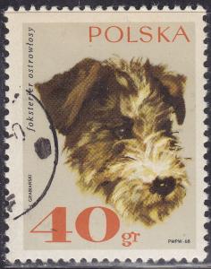 Poland 1637 Rough-Haired Fox Terrier 40GR 1969