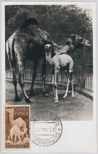 52627 - Spanish SAHARA - MAXIMUM CARD - ANIMALS CAMMELS 1953-