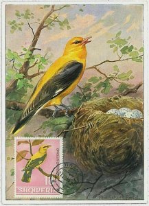 32878 - ALBANIA - Postal History - MAXIMUM CARD - BIRDS 1964 Oriole-