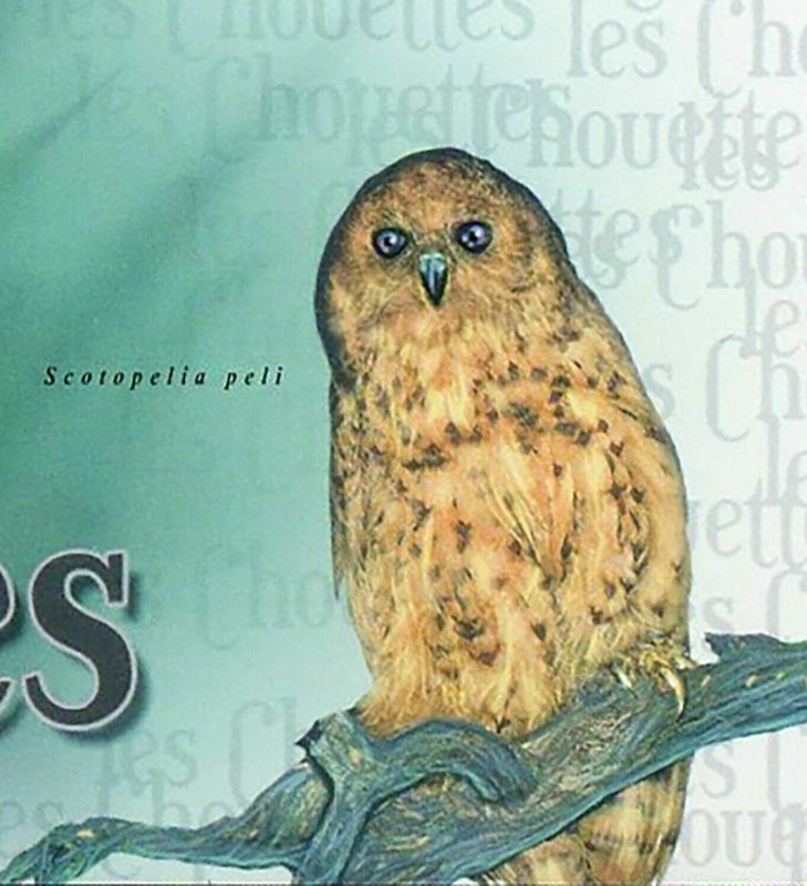 Owls Stamp Athene Noctua Scotopelia Peli Strix Butleri S/S MNH #3030 / Bl.716