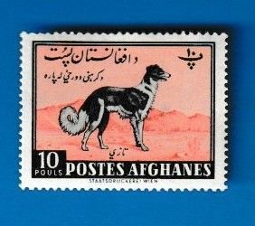 AFGHANISTAN SCOTT#489 1961 AFGHAN HOUND - MH