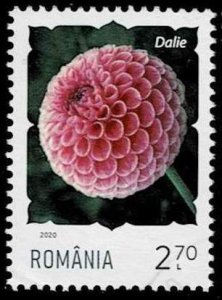 Romania 2020, Sc.#6363 used, Flower: Dahlia (Dahlia sp.)