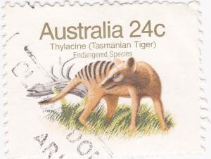 Australia 1981 - Aust. Animals- Thylacine  24c used SG 788