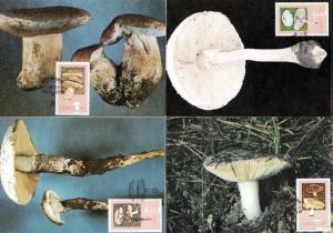 Ciskei - 1987 Edible Mushrooms Maxi Card Set