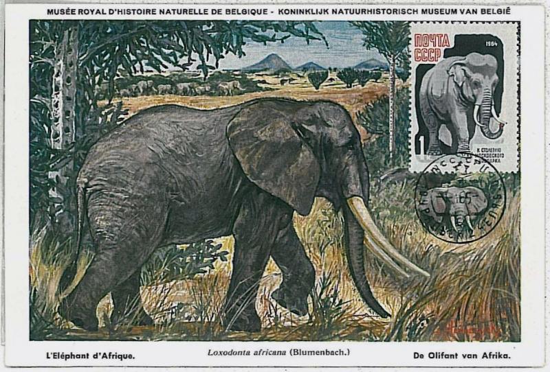 32225 MAXIMUM CARD - POSTAL HISTORY - Russia USSR: Elephants, Wild Animals, 1965