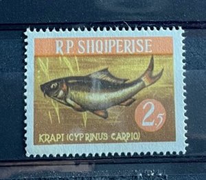 (578) ALBANIA 1964 : Sc# 719 CARP - MNH VF