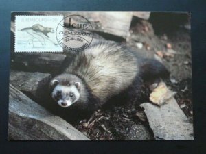 wild animal polecat maximum card 1996 Luxembourg 70522 (50% discount possible)