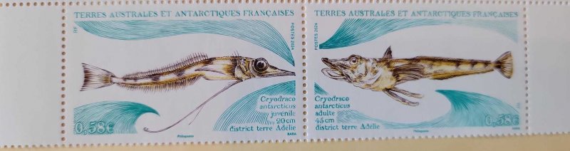 O) 2024 FRENCH SOUTHERN AND ANTARCTIC TERRITORIES, MARINE LIFE, CRYODRACO ANTARC