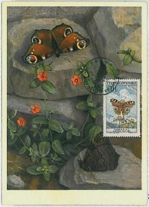 32398 - Czechoslovakia - MAXIMUM CARD: BUTTERFLIES insects - 1961-