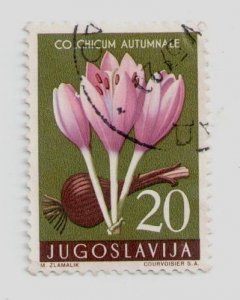 1957 Yugoslavia #471 stamp Autumn Crocus (Colchinum autumnale Flowers Flora USED