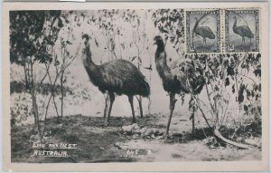 52161 - AUSTRALIA - MAXIMUM CARD - 1951 ANIMALS: BIRDS Ostrich-