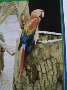 ​OMAN STAMP-LOVELY BEAUTIFUL BIRDS IMPERF :MNH S/S SHEET VERY FINE