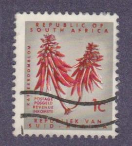 269 Coral tree flower