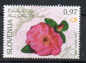 SLOVENIA - FLOWERS - ROSES - 2017 -