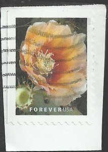 # 5350 Used Cactus Flowers