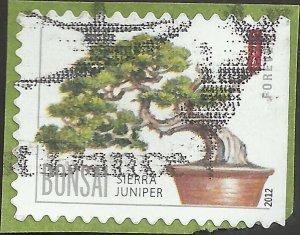 # 4618 USED SIERRA JUNIPER