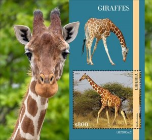 Liberia - 2023 Reticulated Giraffe - Stamp Souvenir Sheet - LIB230106b2