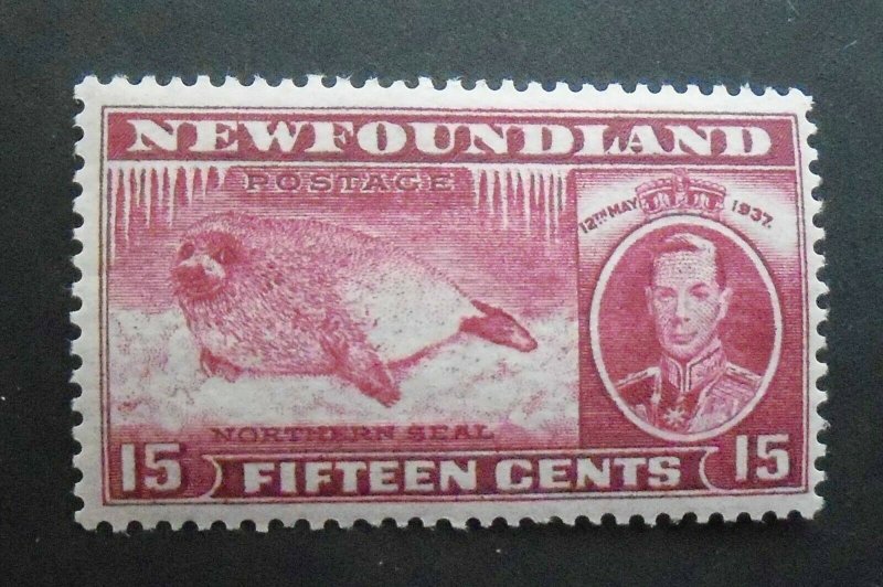 Newfoundland Stamps  1937  SC#239  MNH  OG   Perf. 13.5