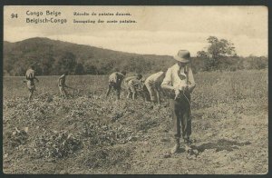 BELGIAN CONGO 15c pictorial postcard - Farming - used to Belgium...........51208