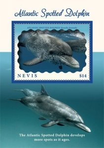 Nevis 2019 - Atlantic Spotted Dolphin- Souvenir stamp sheet - Scott #1996 - MNH