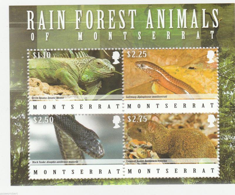 MONTSERRAT   Rain Forest Animals