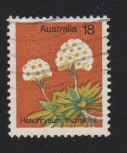 Australia 564 Helichrysum Thomsonil