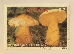 Guyana 1989 Scott 2010c CTO - $2, mushrooms,  Tricholoma sulphureum