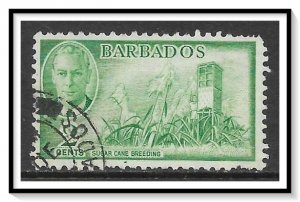 Barbados #217 Sugar Cane Breeding Used
