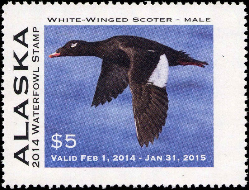 ALASKA #30 2014 STATE DUCK STAMP  WHITE WINGED SCOTER by Milo Bucham