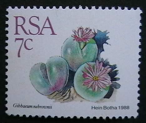 South Africa - 738 -  Succulents: Gibbaeum newbrownii