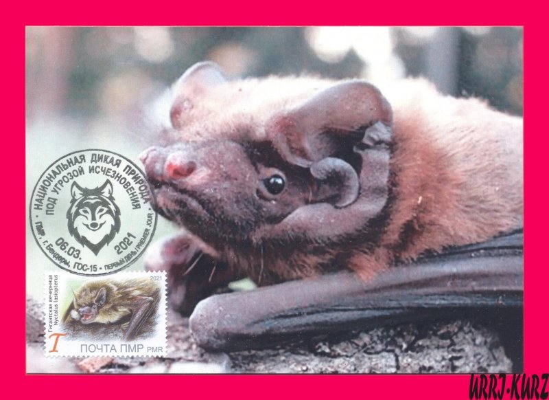 TRANSNISTRIA 2021 Nature Fauna Animals Flying Mammals Bat MaxiCard Maximum Card