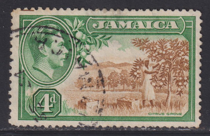 Jamaica 122 Citrus Grove 1938