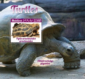 Maldives 2019 MNH Turtles Stamps Reptiles Tortoises Spider Tortoise 1v S/S