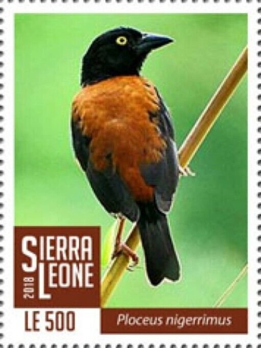 Sierra Leone - 2019 Vieillot's Black Weaver Stamp SRL1802local09a